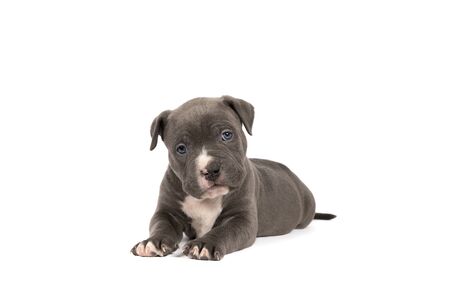 A purebred American Bully or Bulldog pup with blue and white fur lying down isolated on a white backgroundの写真素材
