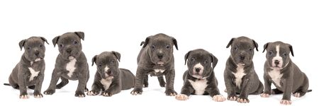 A panorama of a group of purebred American Bully or Bulldog puppies, siblings with blue and white fur isolated on a white backgroundの写真素材