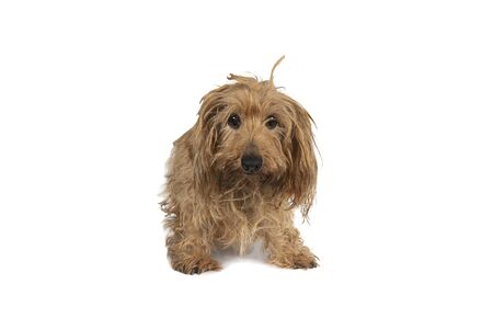 Portrait of a beige dachshund pup sitting standing isolated on a white backgroundの写真素材