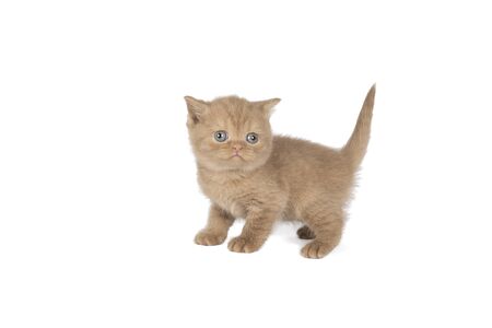 Little British Shorthair kitten in cinnamon against white backgroundの写真素材