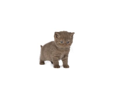 Little British Shorthair kitten in chocolate against white backgroundの写真素材