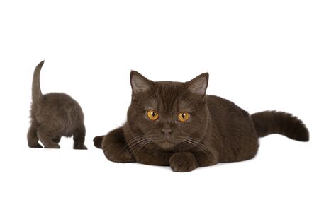 A female British Shorthair cat with kitten in chocolate against white backgroundの写真素材