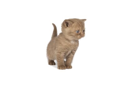 Little British Shorthair kitten in cinnamon against white backgroundの写真素材