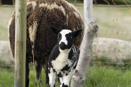 Cute little lambs and sheep in black and white on fresh spring green meadow in the sunの写真素材