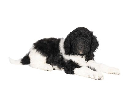 Harlequin Poodle puppy with black and white fur lying isolated on a white backgroundの写真素材