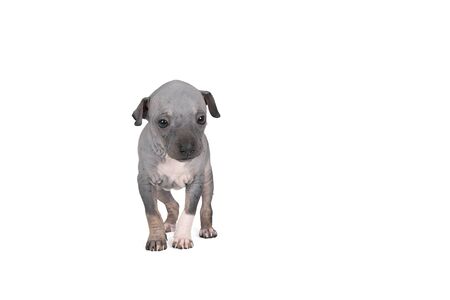 An American Hairless Terrier puppy isolated against white backgroundの写真素材