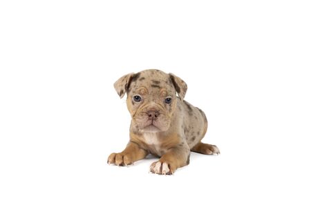 Portrait of an Old English Bulldog puppy lying isolated against a white backgroundの写真素材