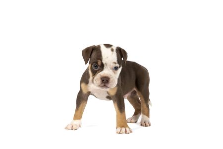 Portrait of an Old English Bulldog puppy standing isolated against a white backgroundの写真素材