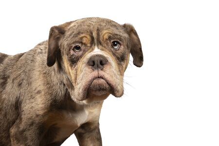 Portrait of the head an Old English Bulldog standing isolated against a white backgroundの写真素材