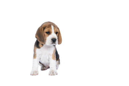 a Portrait of a beagle dog pup sitting isolated against a white backgroundの写真素材