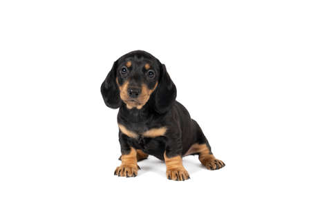 Portrait of a black and tan dachshund pup standing isolated on a white backgroundの写真素材