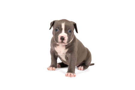 A purebred American Bully pup with blue and white fur sitting looking at the camera isolated on a white backgroundの写真素材