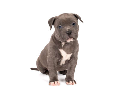 A purebred American Bully pup with blue and white fur sitting looking at the camera isolated on a white backgroundの写真素材