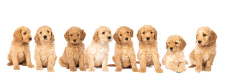 A litter of cute labradoodle puppies sitting looking at the camera isolated on white background with space for textの写真素材