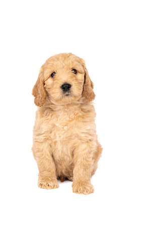 A cute labradoodle puppy sitting looking at the camera isolated on a white background with space for textの写真素材