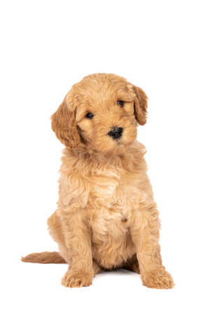 A cute labradoodle puppy sitting looking at the camera isolated on a white background with space for textの写真素材