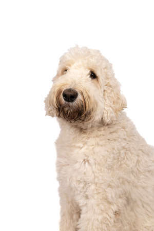 Adult labradoodle sitting looking at the camera isolated on white background with space for textの写真素材