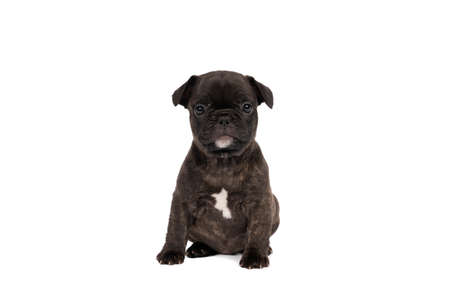 a Studio shot of an adorable French puppy sitting on isolated white background looking at the camera with copy spaceの写真素材