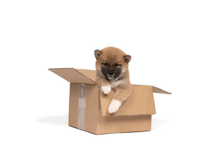 a Shiba Inu puppy sitting in a cardboard box isolated in a white backgroundの写真素材