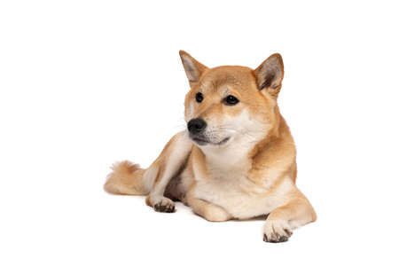 a Female Shiba Inu dog lying down isolated on a white background with copy space