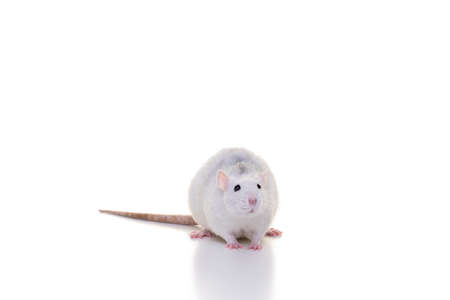 A pretty white domestic rat on a white background seen from the front from nose to tailの写真素材