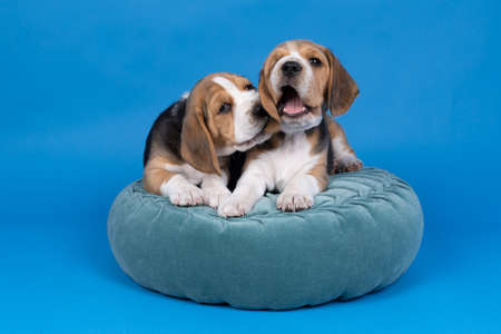 a Portrait of two beagle dog pups lying on a blue cushion isolated playing against blue background