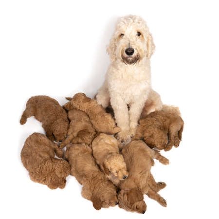 A litter of cute labradoodle puppies sleeping at the feet of their mother isolated on white background with space for textの写真素材