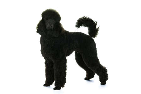 A black king poodle isolated in whiteの写真素材