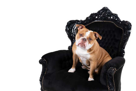 Brown and white Old English Bulldog sitting in a baroque armchair looking at the camera isolated in white, head tiltedの写真素材