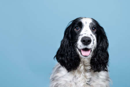 Portrait of an english cocker spaniel looking at the camera on blue backgroundの写真素材