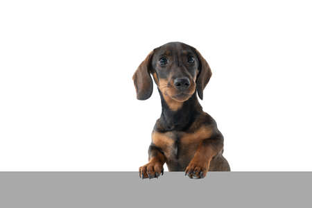Closeup of a bi-colored black and tan wire-haired Dachshund dog isolated on a white background with gray undergroundの写真素材