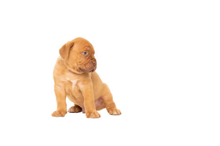 Cute puppy Frensh breed dogue de Bordeaux sitting isolated on a white background with copy spaceの写真素材