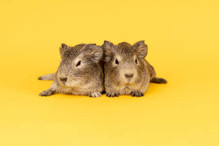 Two cute gray young guinea pigs next to eachother on a yellow backgroundの写真素材