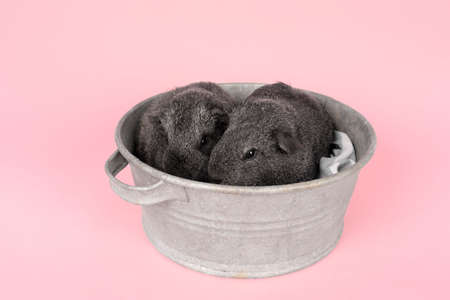 Two cute gray guinea pigs sitting next to eachother in a pewter tin bath on pink backgroundの写真素材
