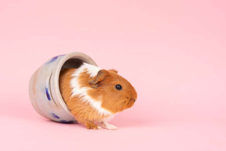A cute small baby guinea pig sitting in a cologne earthenware pot on pink colored backgroundの写真素材