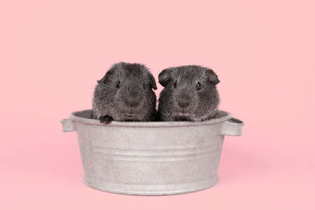 Two cute gray guinea pigs sitting next to eachother in a pewter tin bath on pink backgroundの写真素材