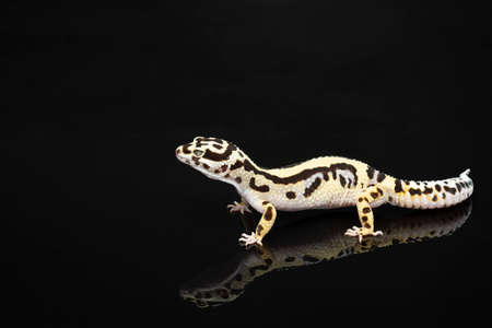 Black and ivory Leopard gecko lizard with blue gray eyes with a reflection on black backgroundの写真素材