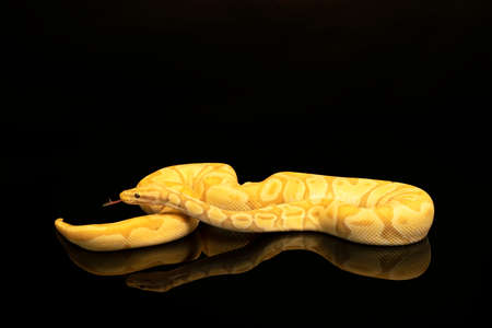 Close-up of a brown, green and yellow buttermorph ballpython adult full body lying on a black...