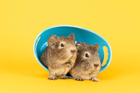 Two cute gray young guinea pigs next to eachother in a blue bath on a yellow backgroundの写真素材
