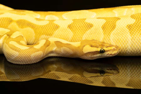 Close-up of a brown, green and yellow buttermorph ballpython adult full body lying on a black background with a reflectionの写真素材