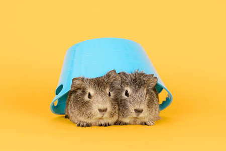 Two cute gray young guinea pigs next to eachother in a blue bath on a yellow background
