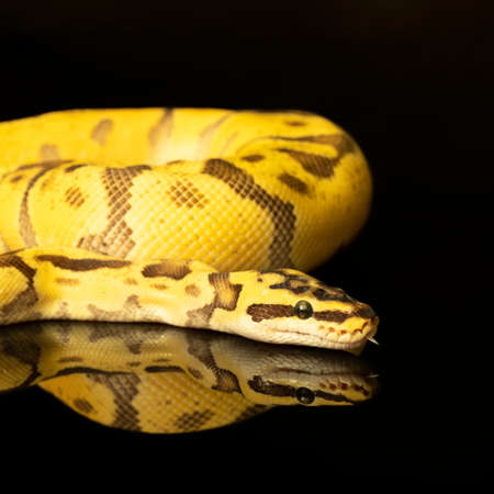 Close-up of a brown, green and yellow buttermorph ballpython adult full body lying on a black background with a reflectionの写真素材