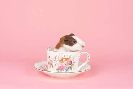 A cute small baby guinea pig sitting in a teacup on pink colored backgroundの写真素材