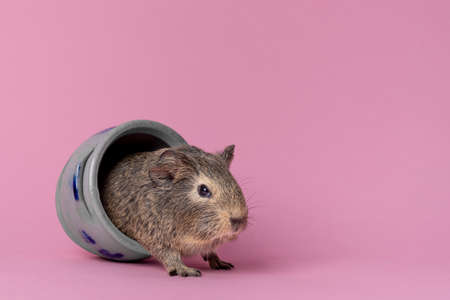 A cute small baby guinea pig sitting in a cologne earthenware pot on pink colored backgroundの写真素材