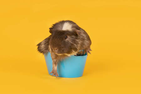 portrait of Brown and yellow adult guinea pig sitting in a tiny blue bath in a yellow backgroundの写真素材