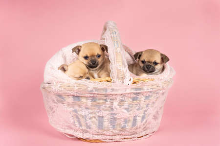 Three cute little Chihuahua puppies sleeping on a pink fur in a pink lace basket with pink backgroundの写真素材