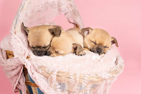 Three cute little Chihuahua puppies sleeping on a pink fur in a pink lace basket with pink backgroundの写真素材
