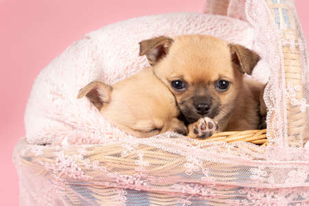 Two cute little Chihuahua puppies sleeping on a pink fur in a pink lace basket with pink backgroundの写真素材