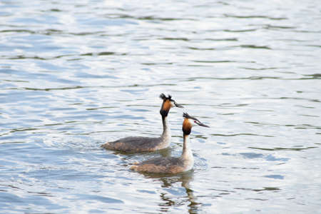 Two Great Crested Grebes, male and female, - Podiceps cristatus - doing their wedding or mating dance and showing affection in pond in The Netherlandsの写真素材