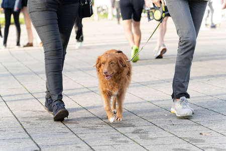 A dog, Nova Scotia Duck Toller, walking between two unrecognizable people on a leashの写真素材